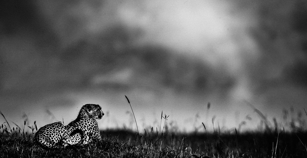 Cheetah, Kenya 2006, Photo © Laurent Baheux, www.laurentbaheux.com