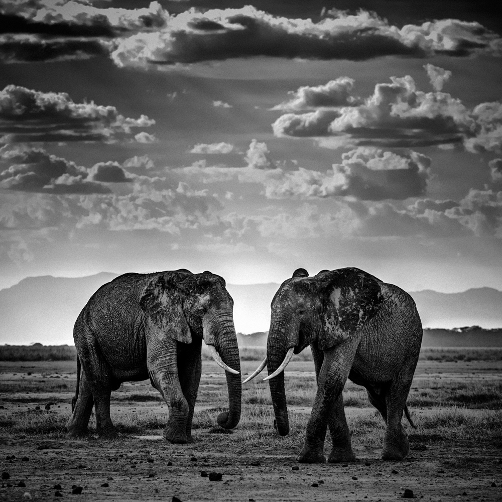 Two elephants, Tanzania 2015 , Photo © Laurent Baheux, www.laurentbaheux.com