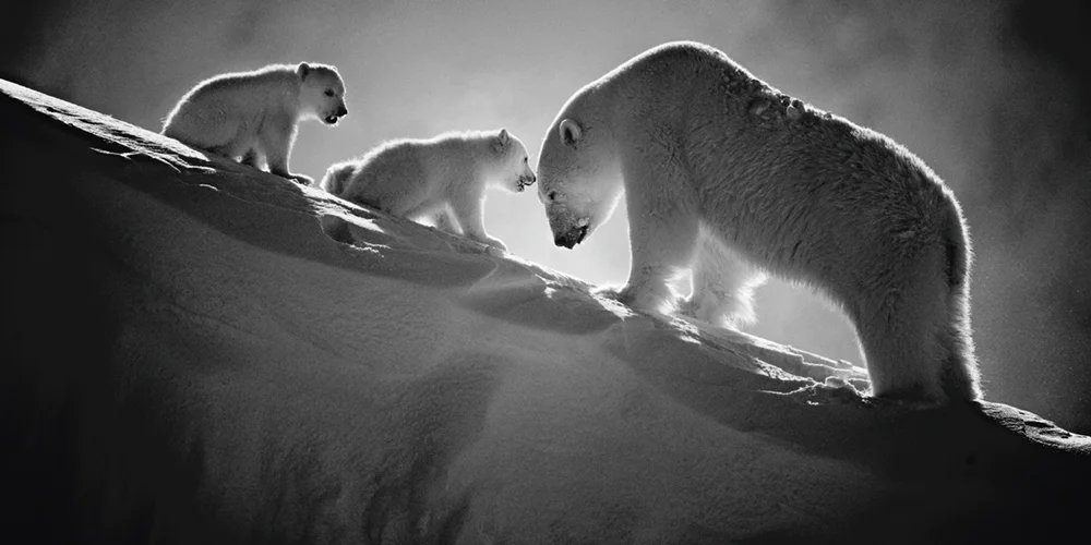Polar bear with cubs, Baffin Island Canada, 2016 Photo © Laurent Baheux