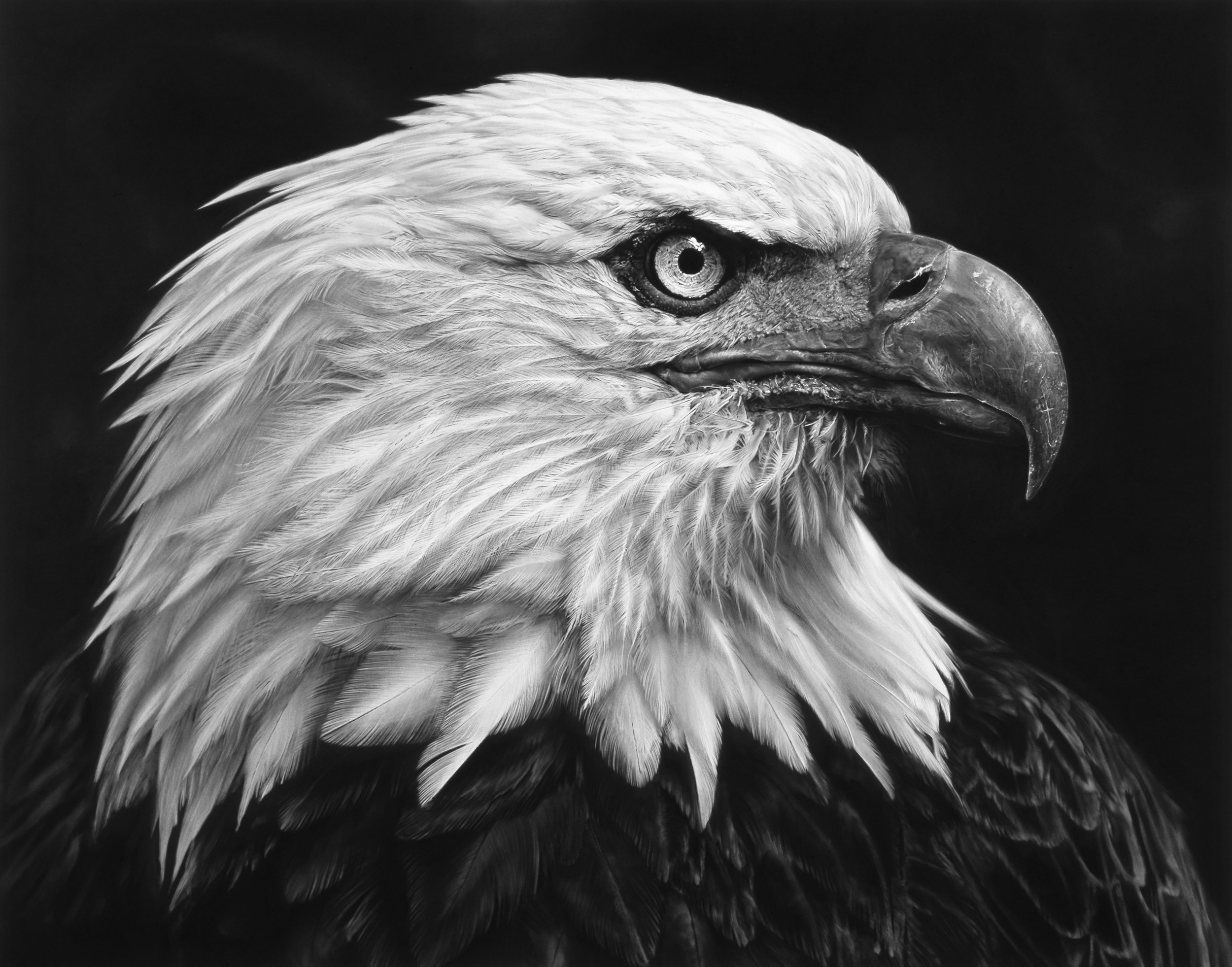 Robert Longo: Untitled (American Bald Eagle) 2017. Charcoal on mounted paper. Ståhl Collection, Norrköping, Sweden. © Robert Longo