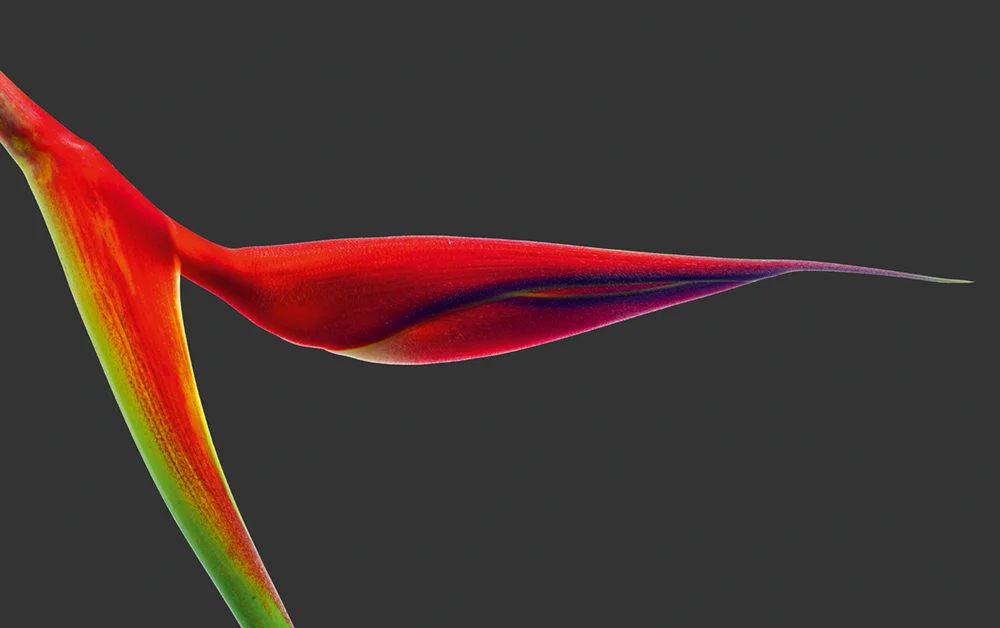 Heliconia rostrata Photo © 2018 Richard Fischer. All rights reserved. www.richardfischer.org