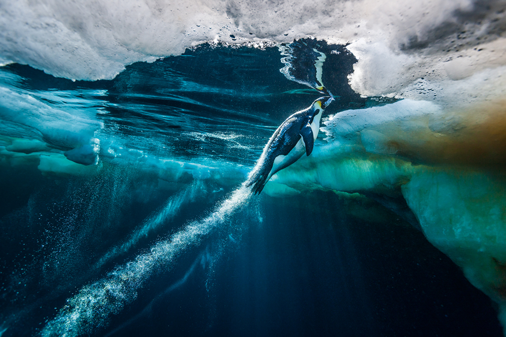 Evolve, Ross Sea, Antarctica Photo © 2018 Paul Nicklen. All rights reserved. www.sealegacy.org