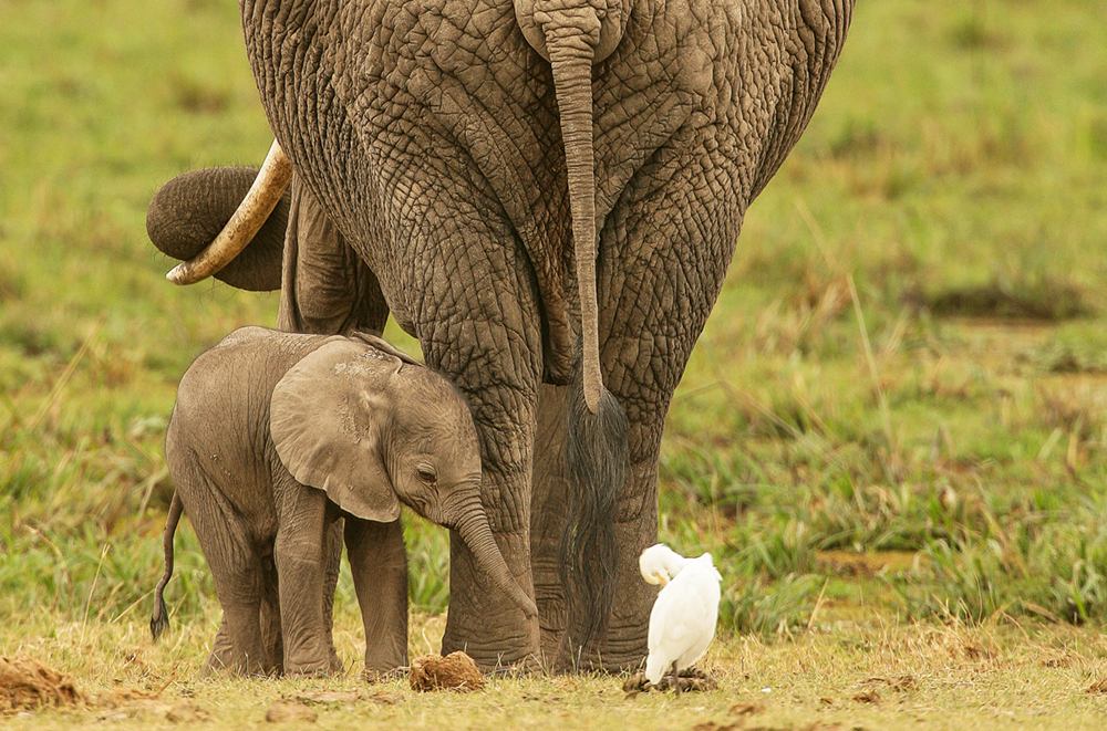 Elephant with her baby, Amboseli National Park, Kenya Photo © 2018 Michael Poliza. All rights reserved. www.michaelpoliza.com