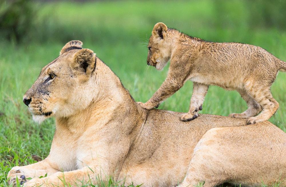 Walk on Mother’s back, Lions, Mombo, Okavango Delta, Botswana Photo © 2018 Michael Poliza. All rights reserved. www.michaelpoliza.com