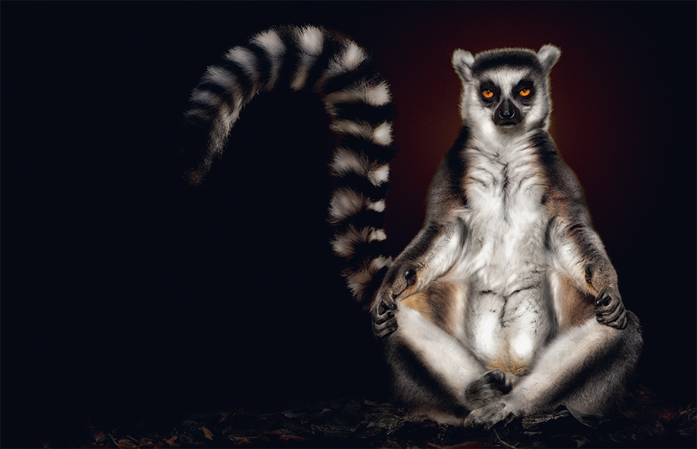Lemur Photo © Pedro Jarque Krebs. All rights reserved.