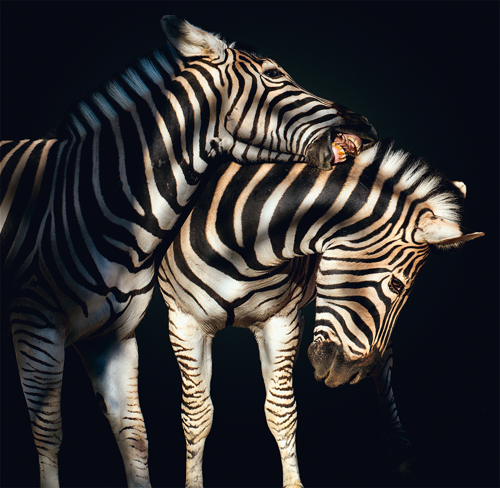 Zebra Photo © Pedro Jarque Krebs. All rights reserved.