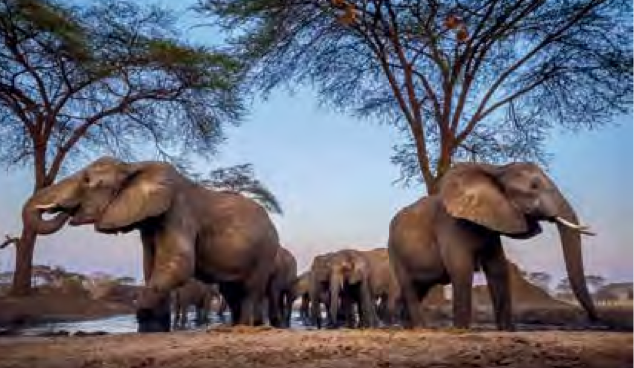 FEARLESS FEMALES Die weibliche Seite der Tierwelt  Nature Picture Library