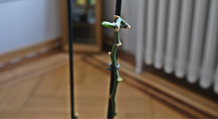 Orchidee.jpg