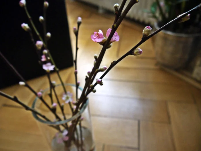 Blüten.jpg