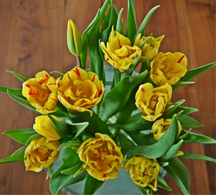 Tulpen oben.jpg