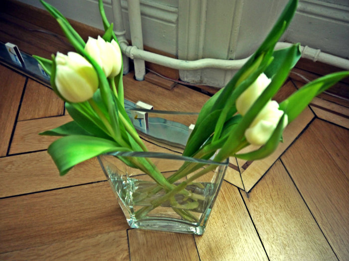 Tulpen weiss.jpg