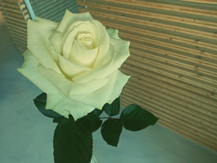Rose.jpg
