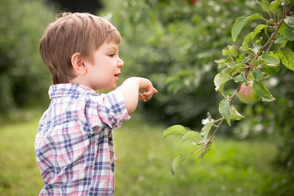 apple-orchard-new-england-boston-fall.jpg