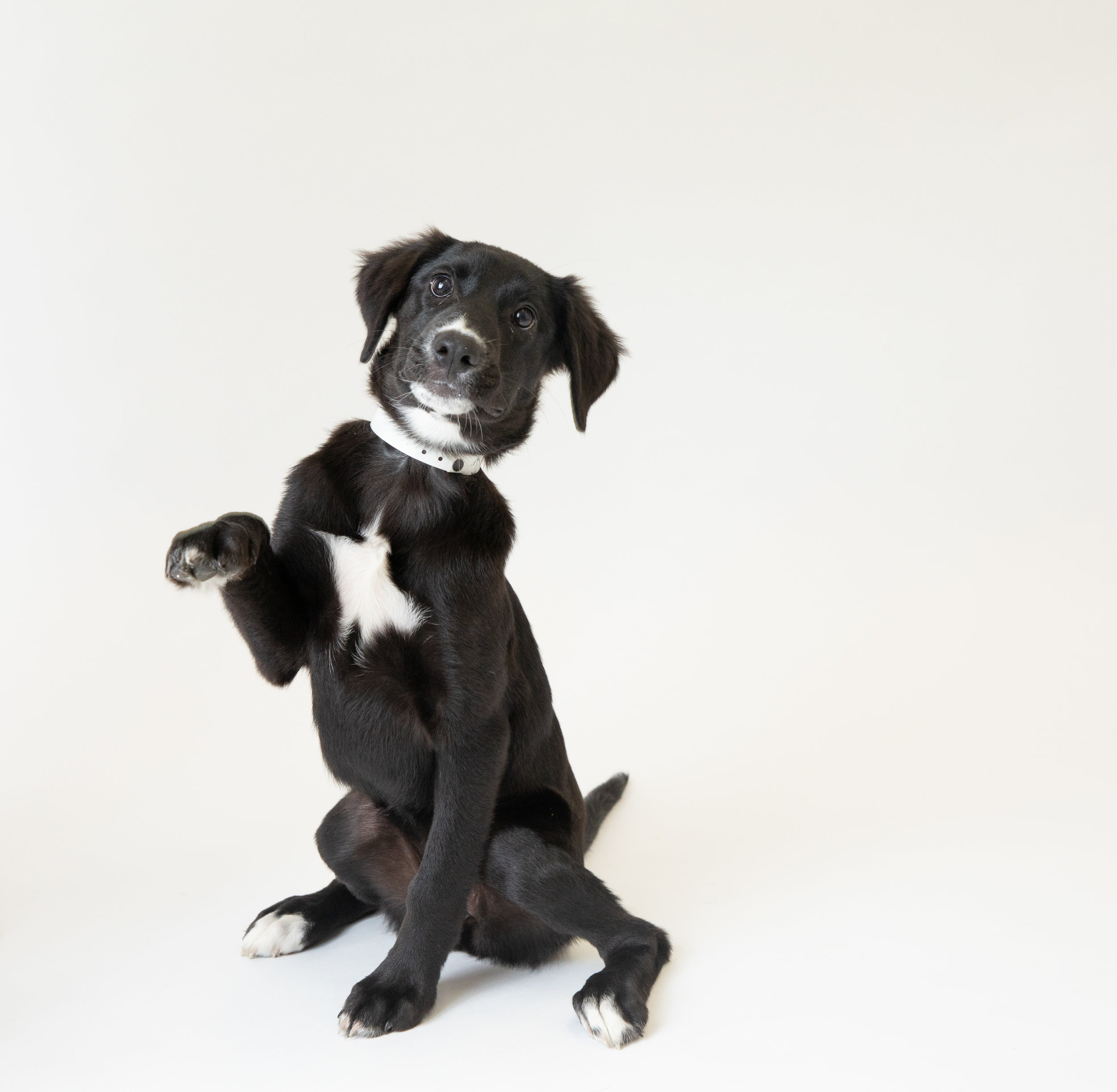Janice James The following is placeholder text known as “lorem ipsum,” which is scrambled Latin used by designers to mimic real copy. Nulla eu pretium massa. Vestibulum ante ipsum primis in faucibus orci luctus et ultrices posuere cubilia Curae. Vivamus sit amet semper lacus, in mollis libero. In sit amet felis malesuada, feugiat purus eget, varius mi.