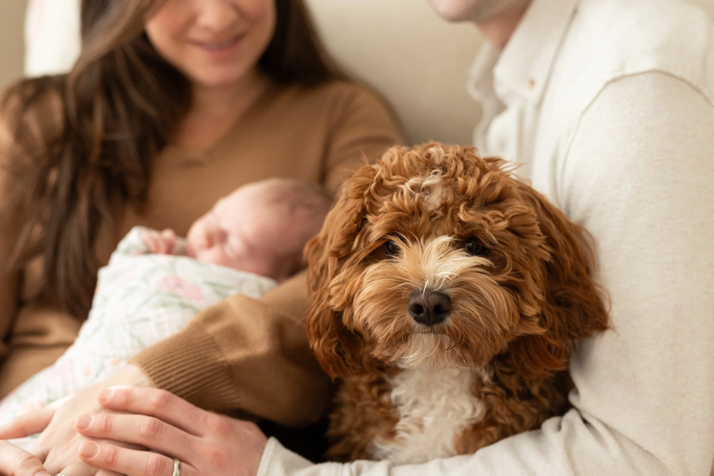 boston-dog-baby-photographers