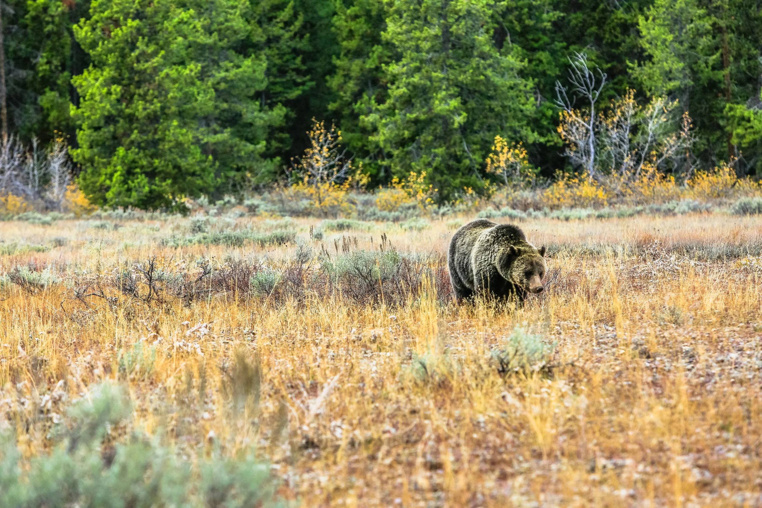 Grizzly grazing.jpg