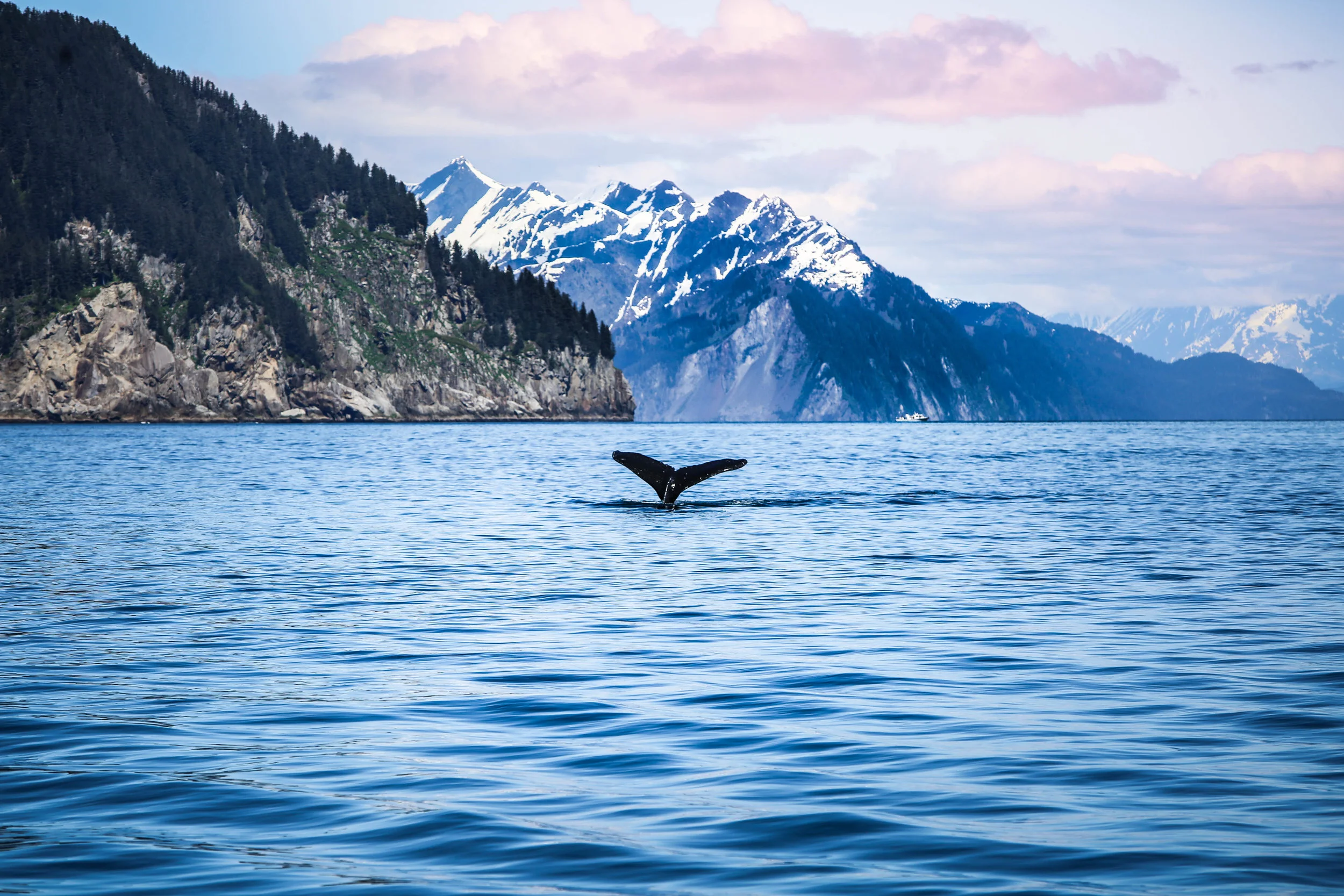 Whale in Alaska .jpg