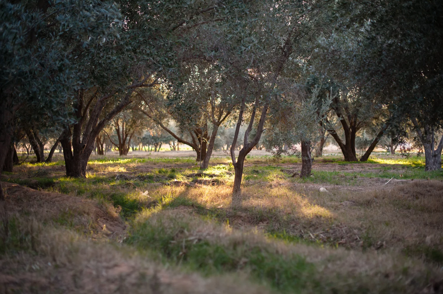 #3 - A grove of olive trees in Outat El Haj.