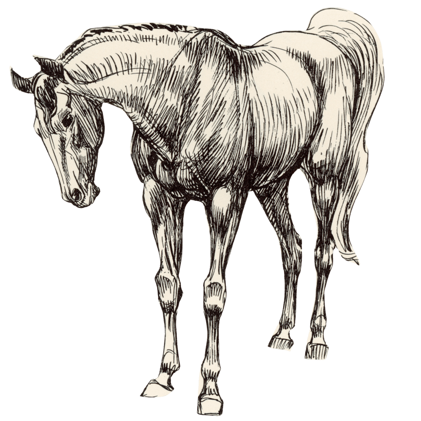 Black and white sketch of a horse with detailed line work