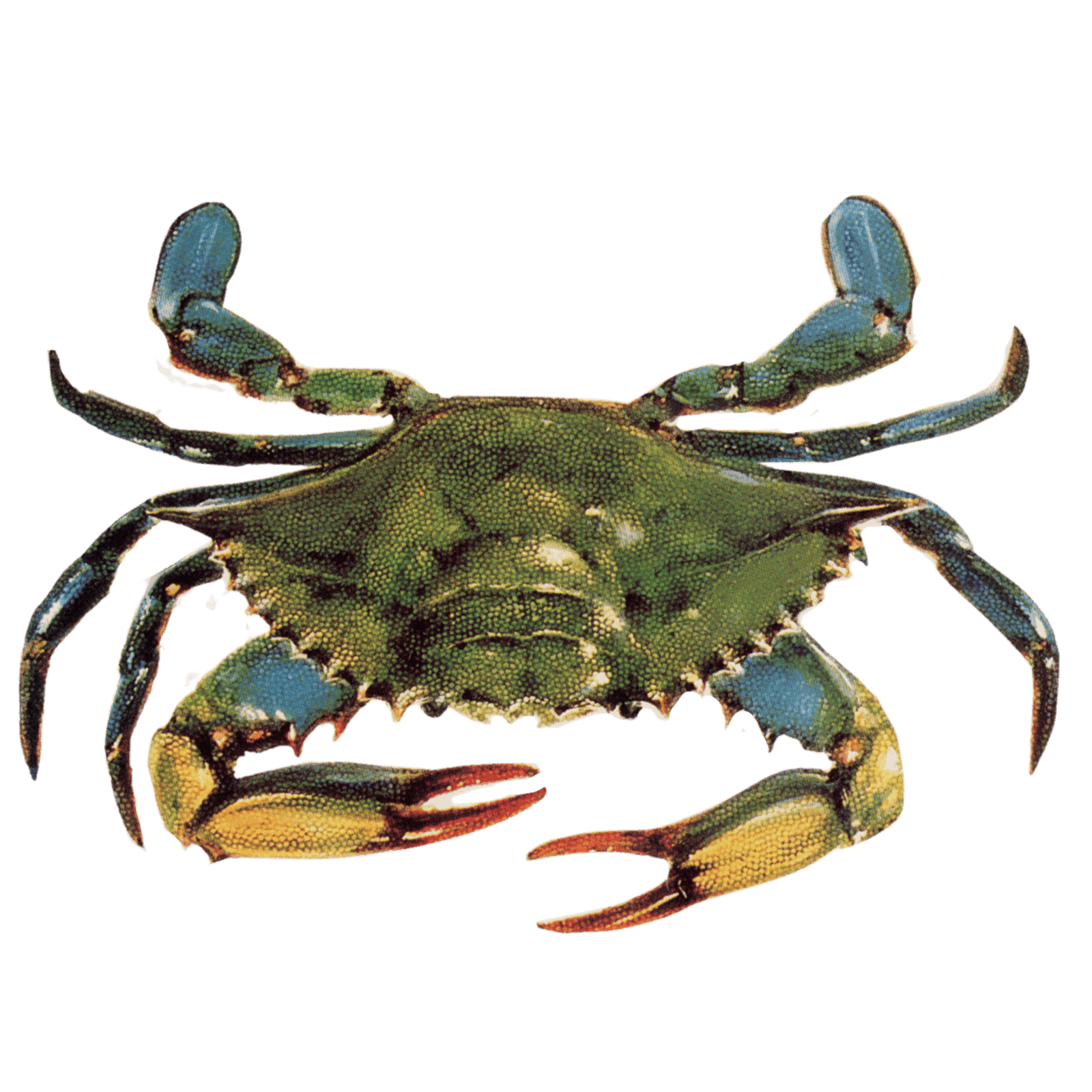 A close-up of a blue and green crab with detailed textured shell and elongated claws, isolated on a black background.