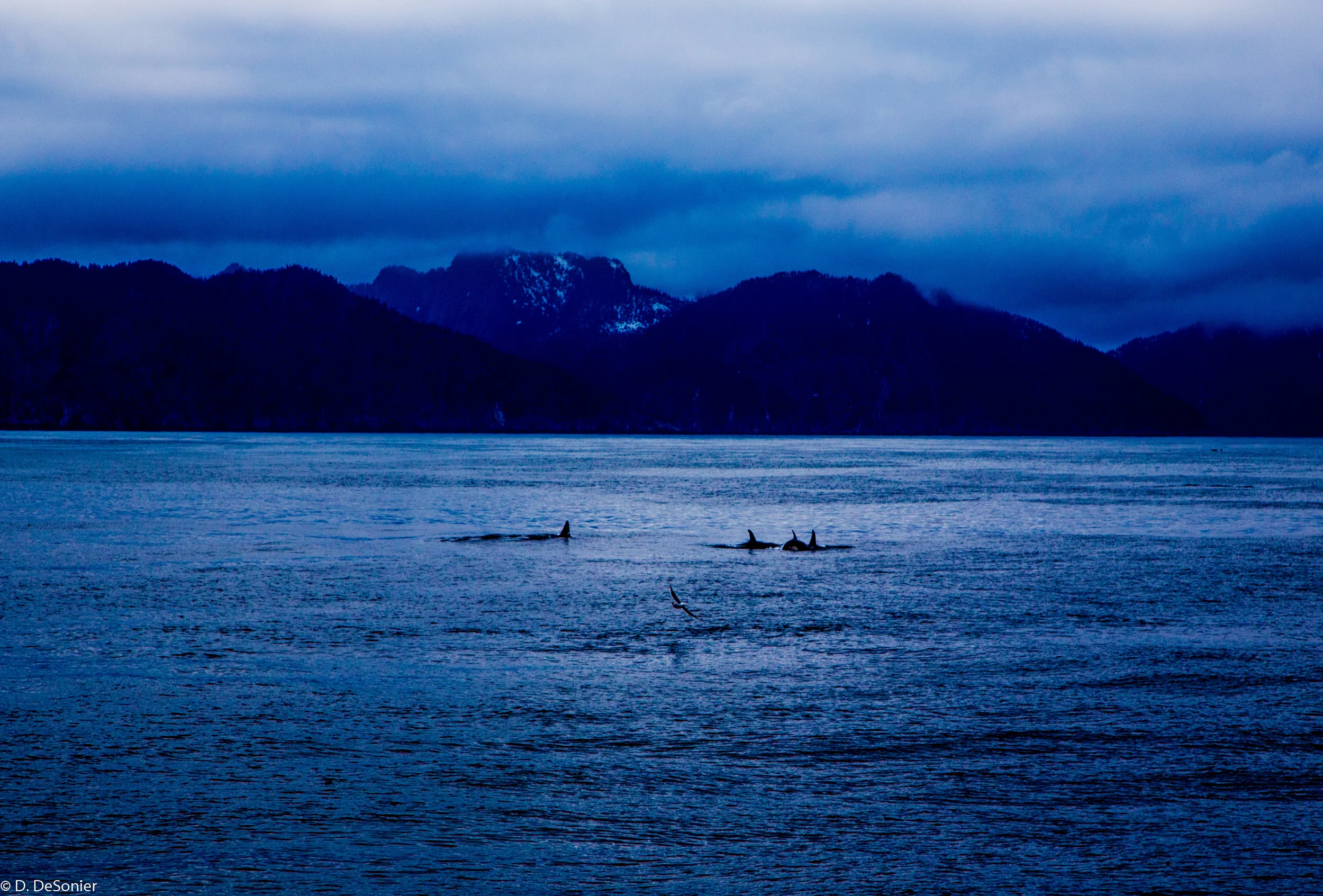 Photography: Dave DeSonier -- Alaska, May 2013