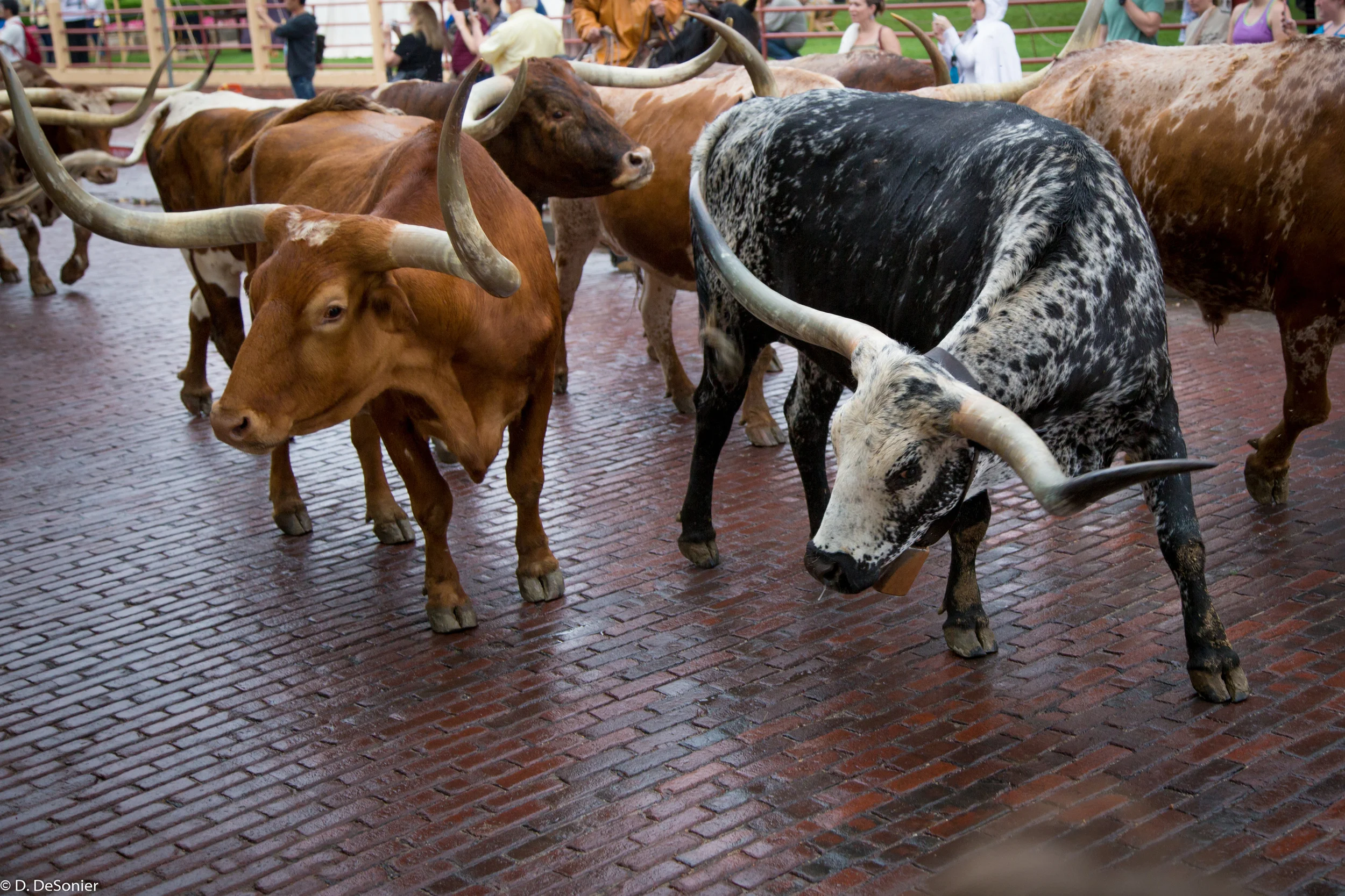 Cattle drive was "up close and personal."