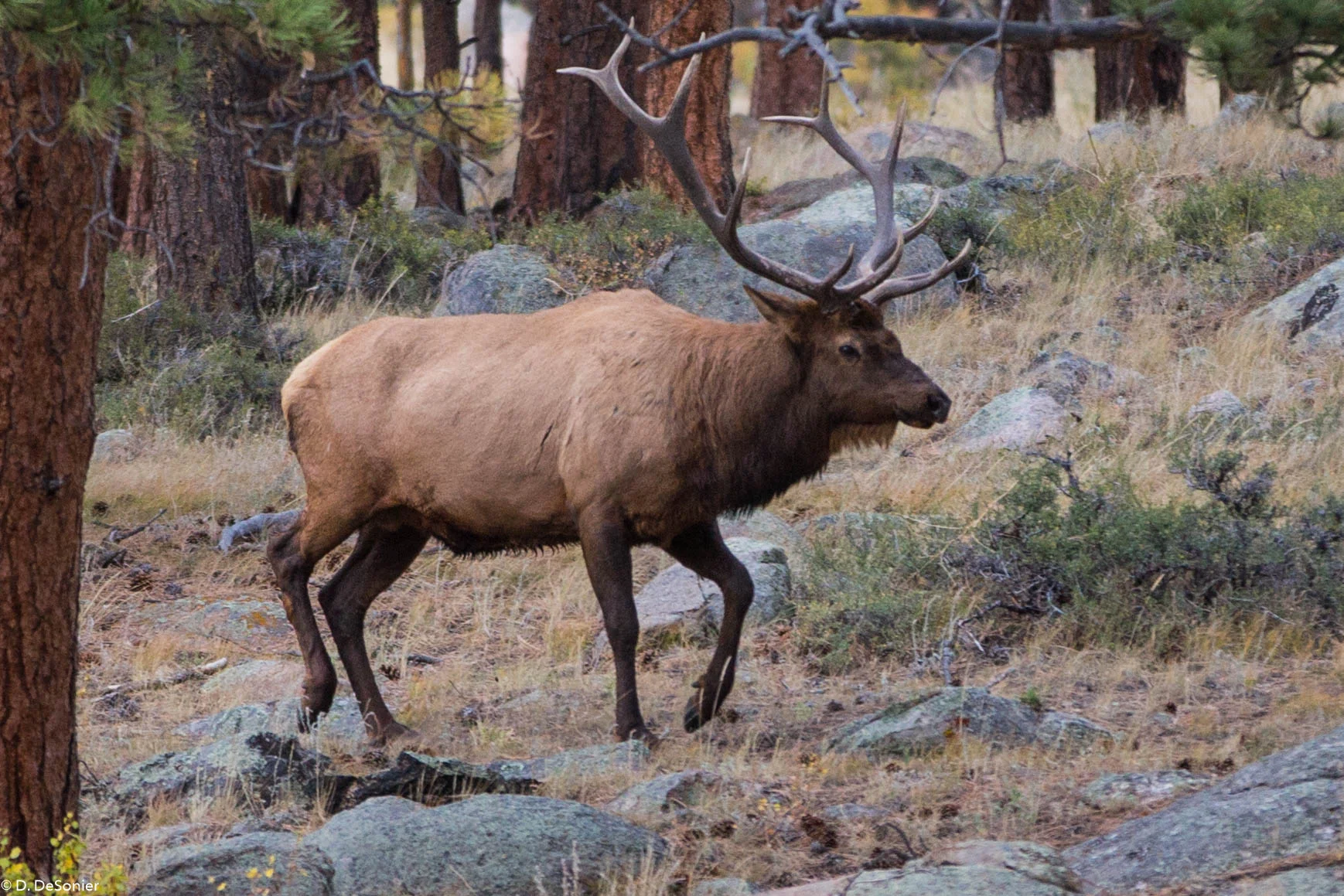 In Rocky Mtn Natl Park; got to hear these guys bugling.