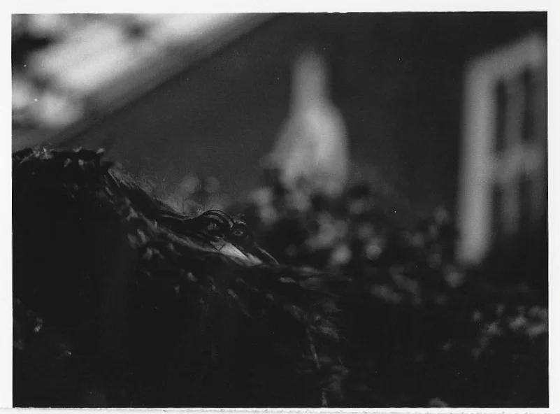 mahlyfew-25.jpg