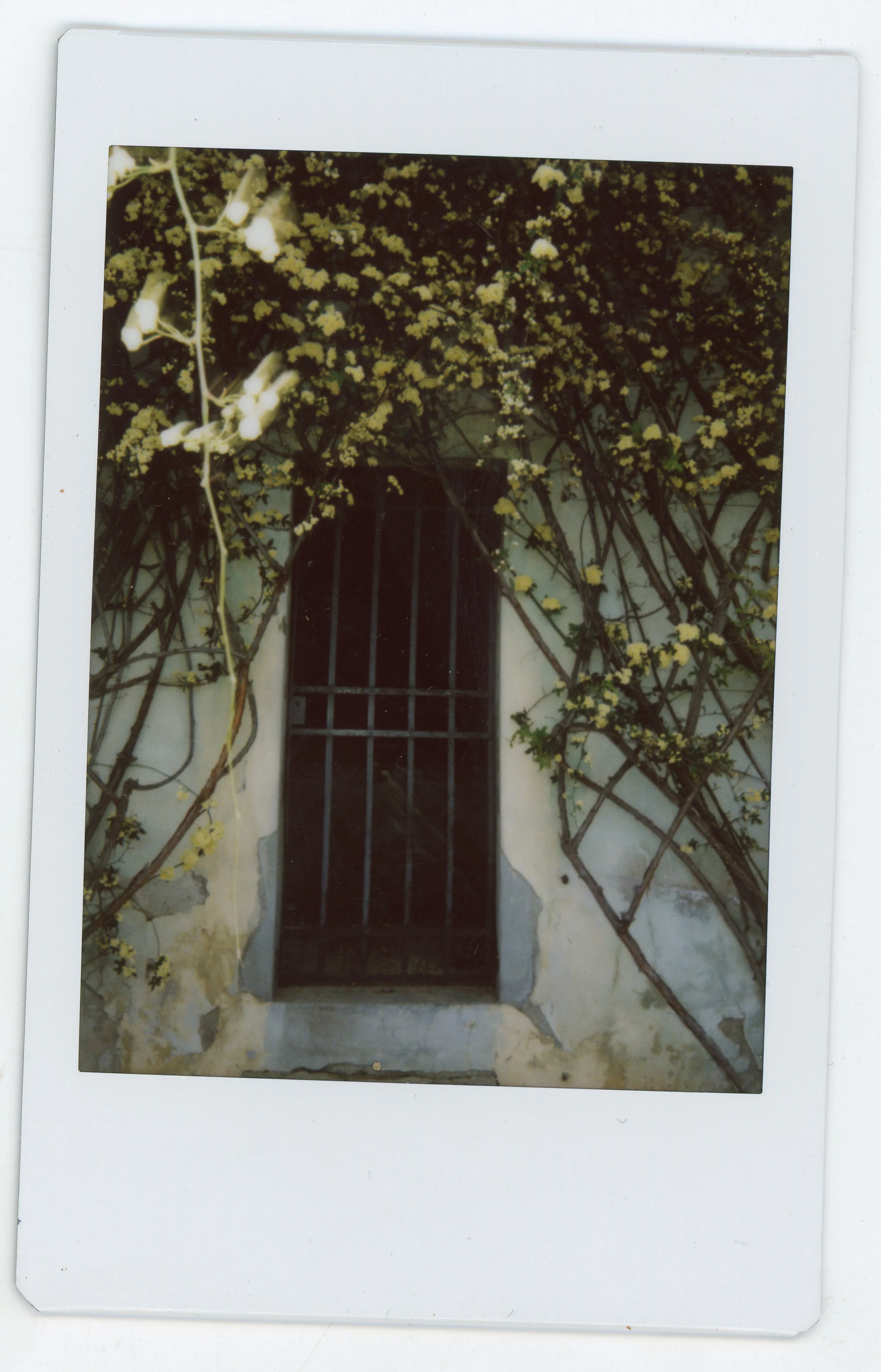 Polaroid051.jpg