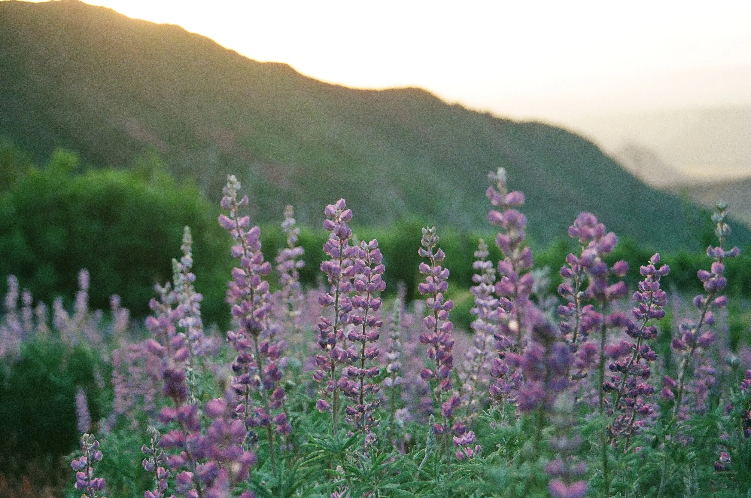 0000_0030_30 copy.jpg