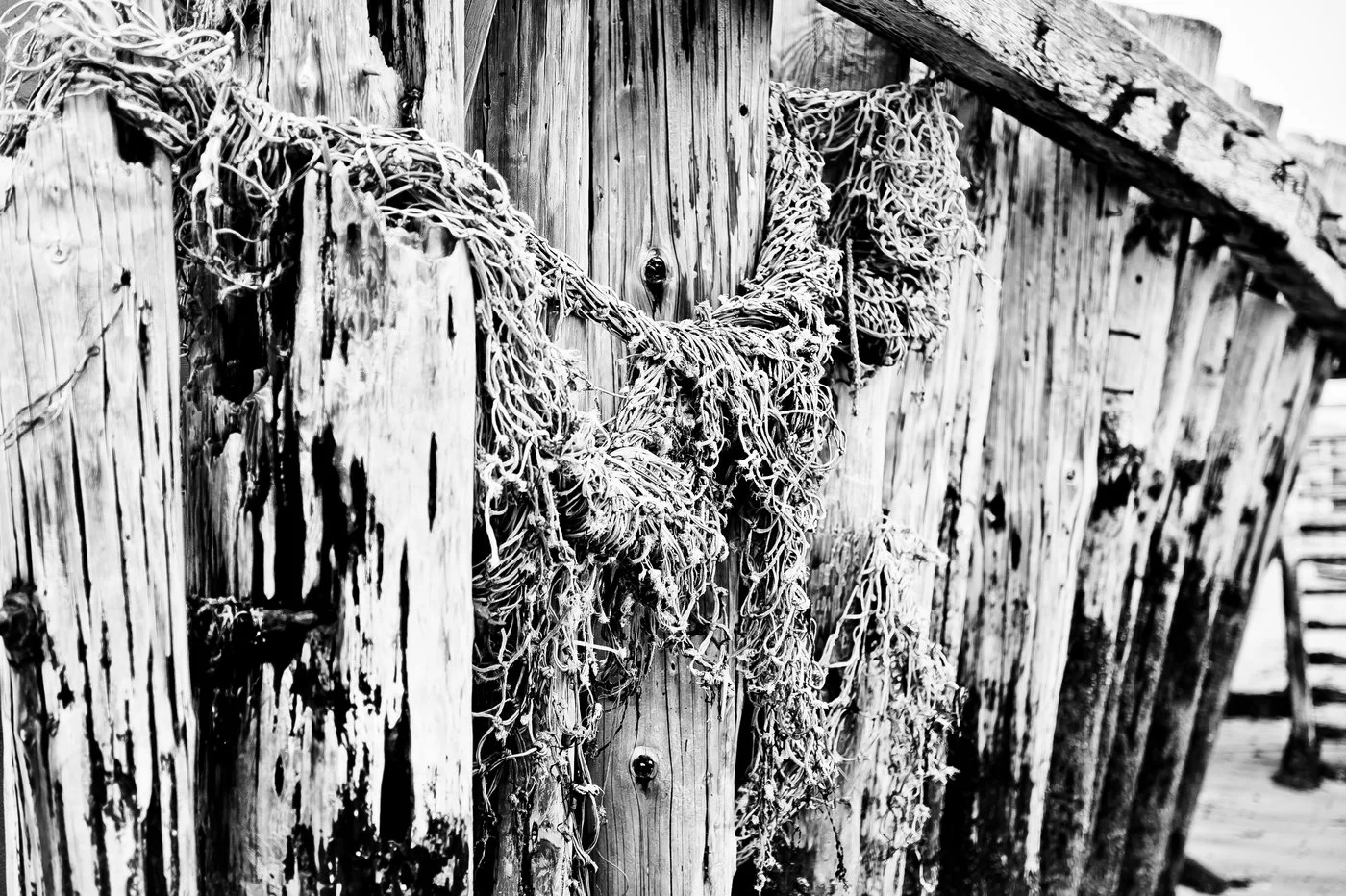 BOSTON BNW PRINTS-BOSTON BNW PRINTS-0002.jpg