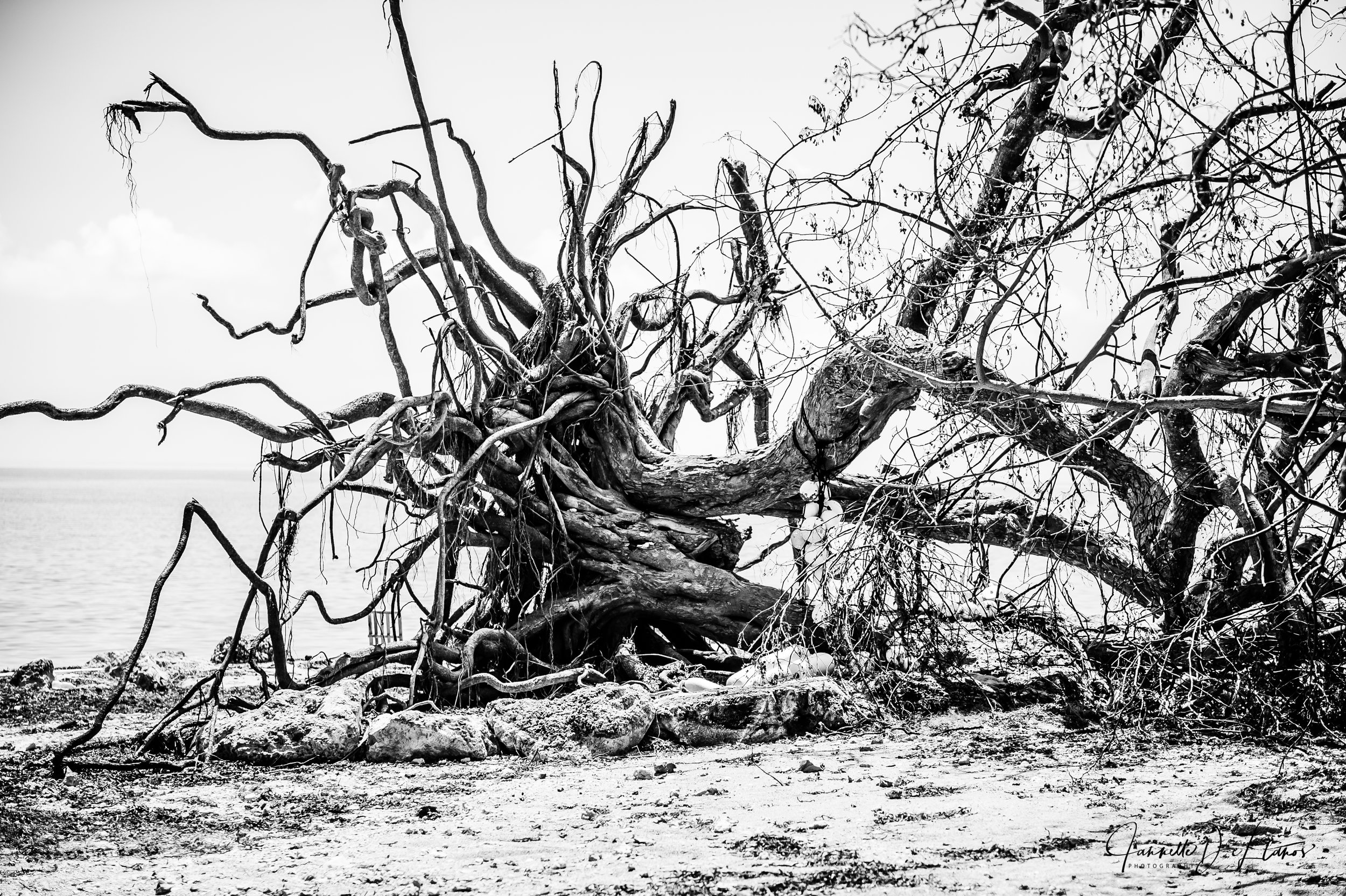 WHIT POST 2-WHIT POST 2-0001.jpg