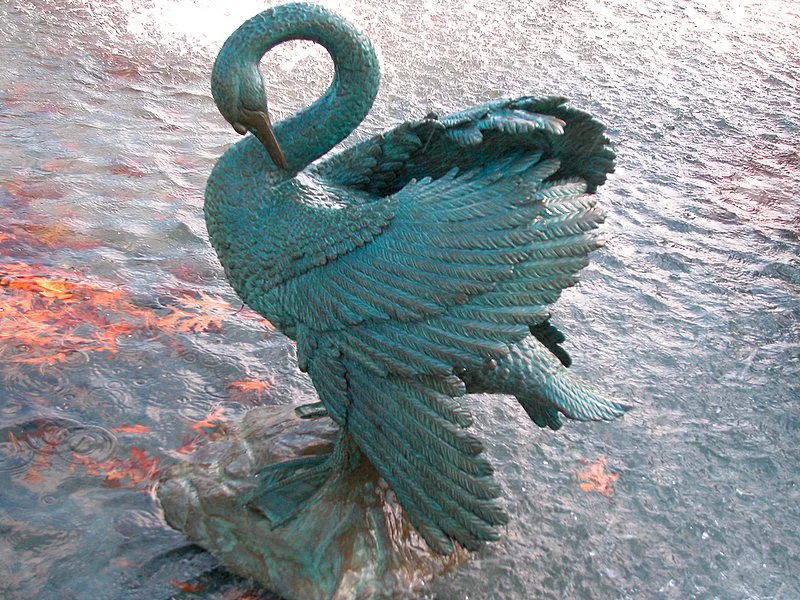 Swan 4