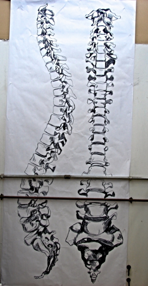  Scale drawing of spinal column 