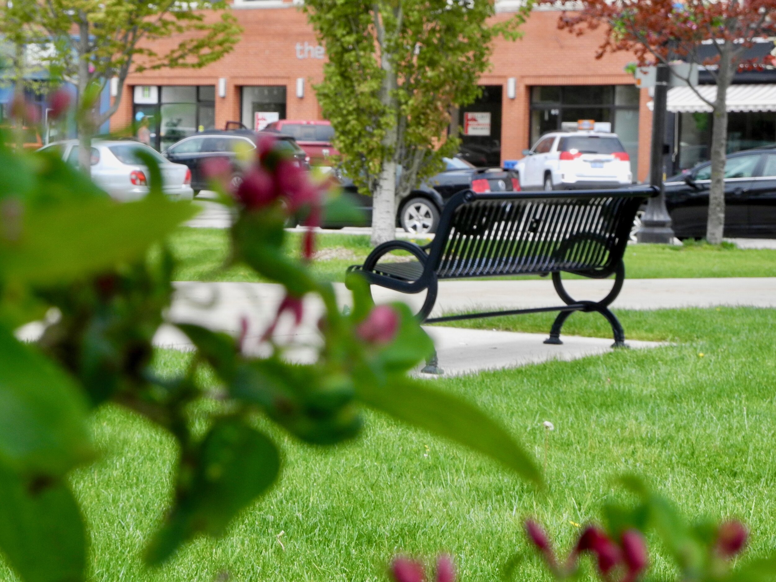 A bench in the park May 2019.jpeg