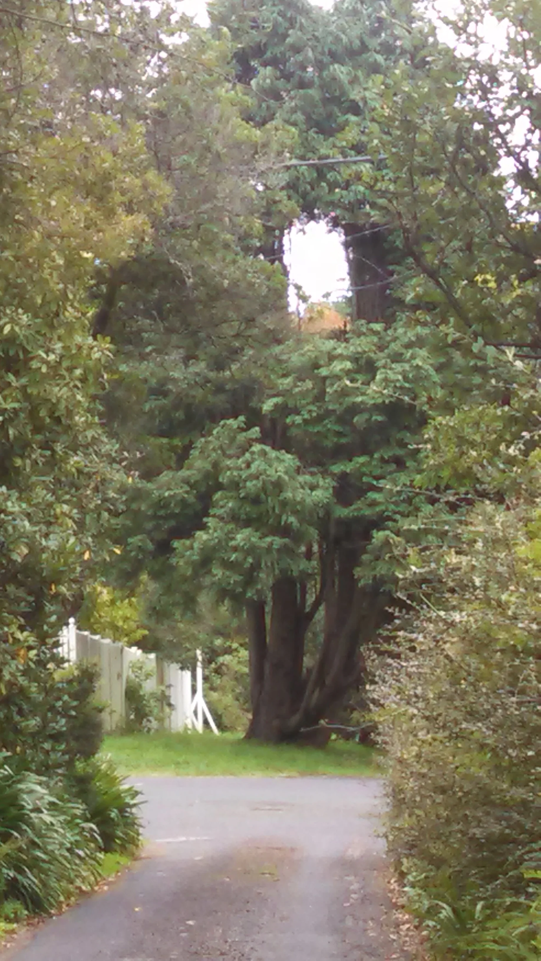 In the US, they'd just chop the top off that tree to clear for the wires.. in Leura, they trim an artful window.