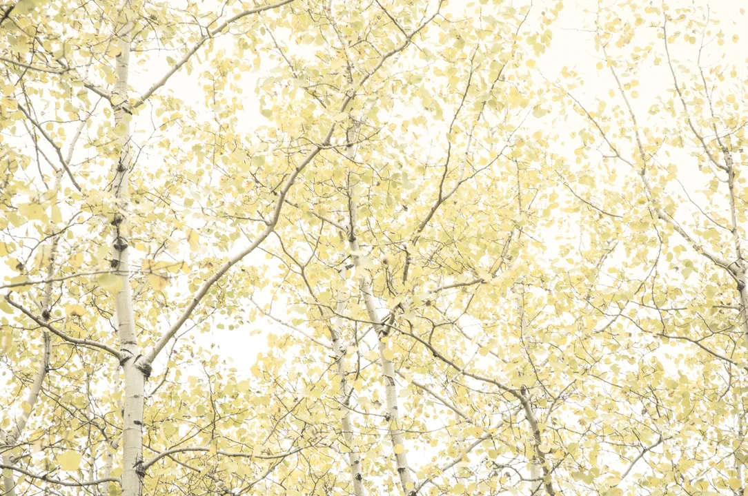 PastelYellowLeaves.jpg