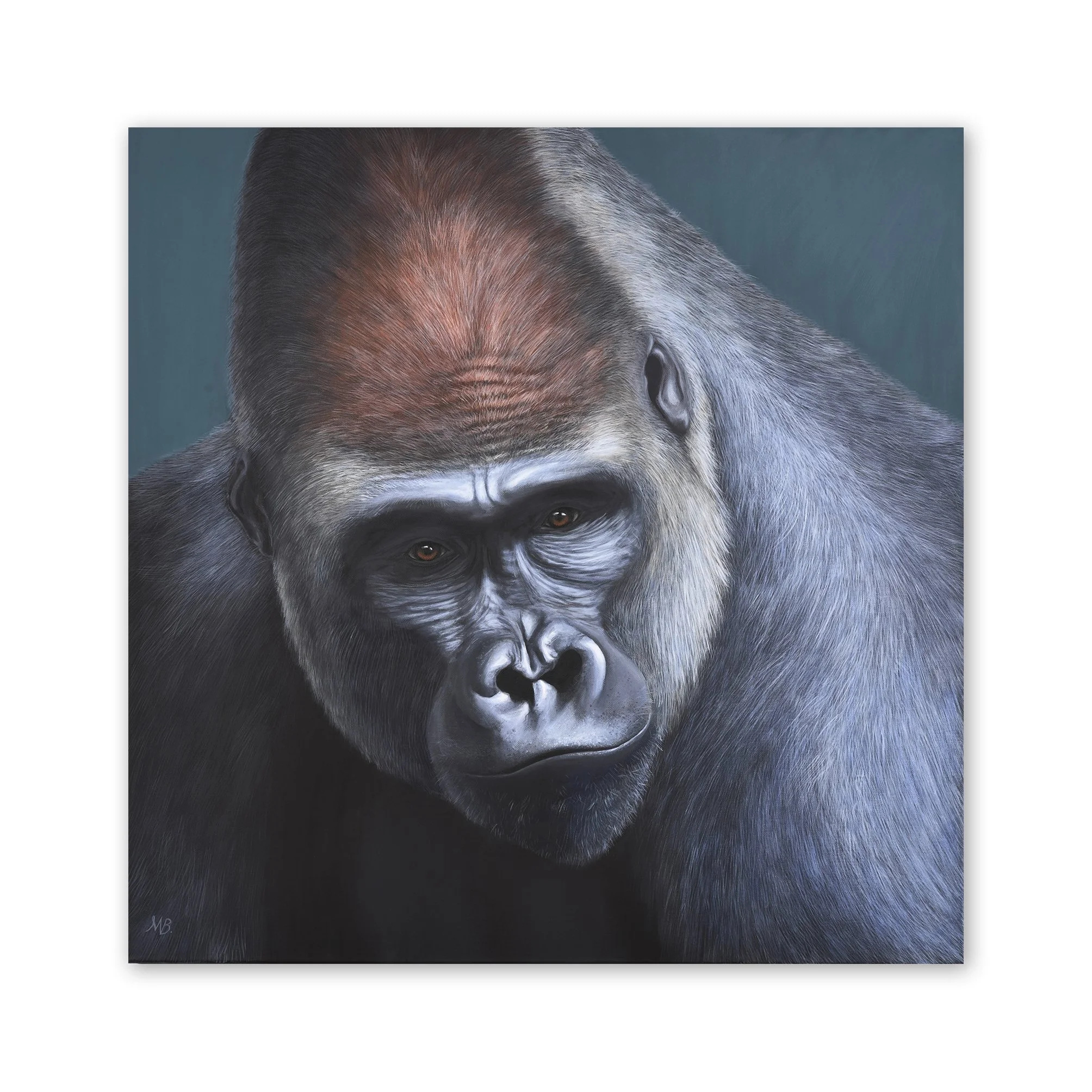 Print 40x40 gorilla-.jpg