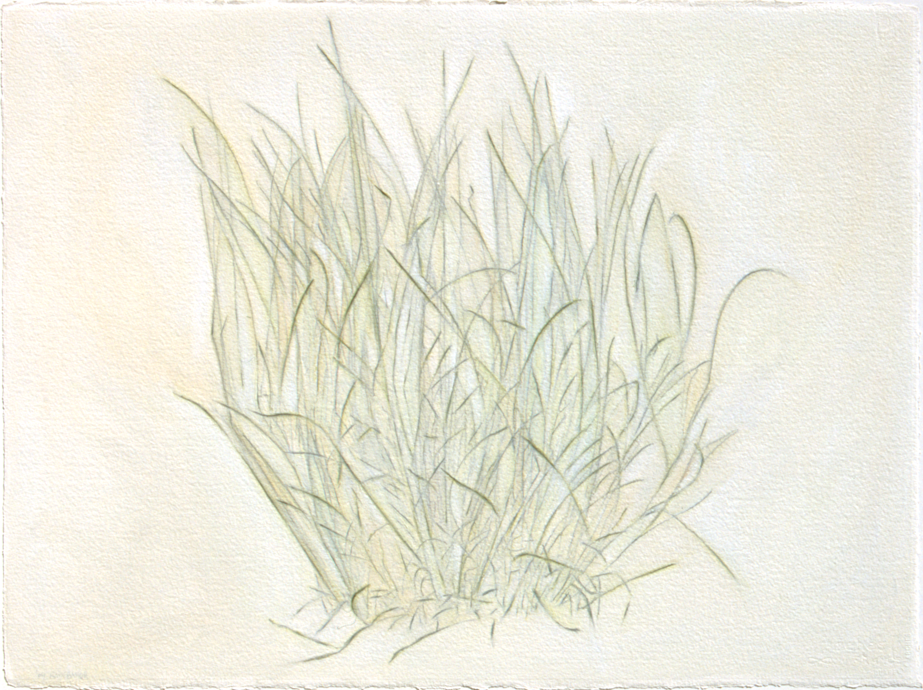 Grasses 7 oil, graphite, paper 22” x 30” 2009