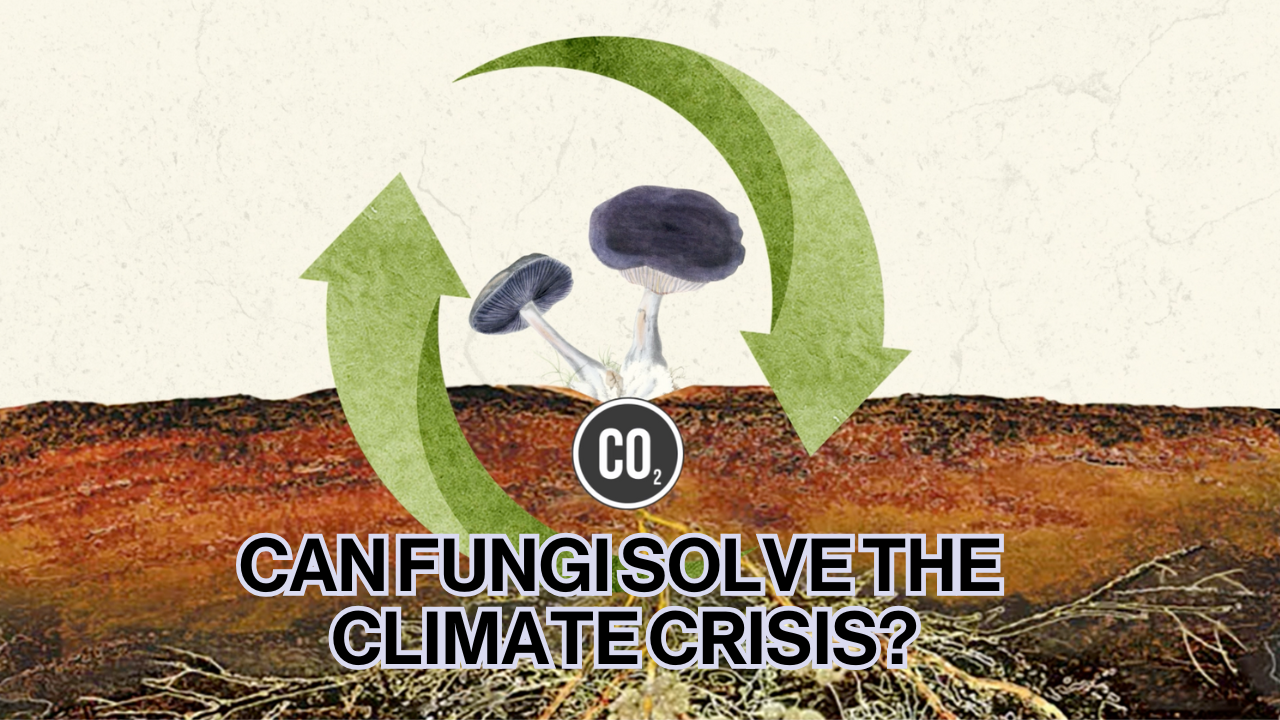 Can fungi solve the climate crisis and save the planet?