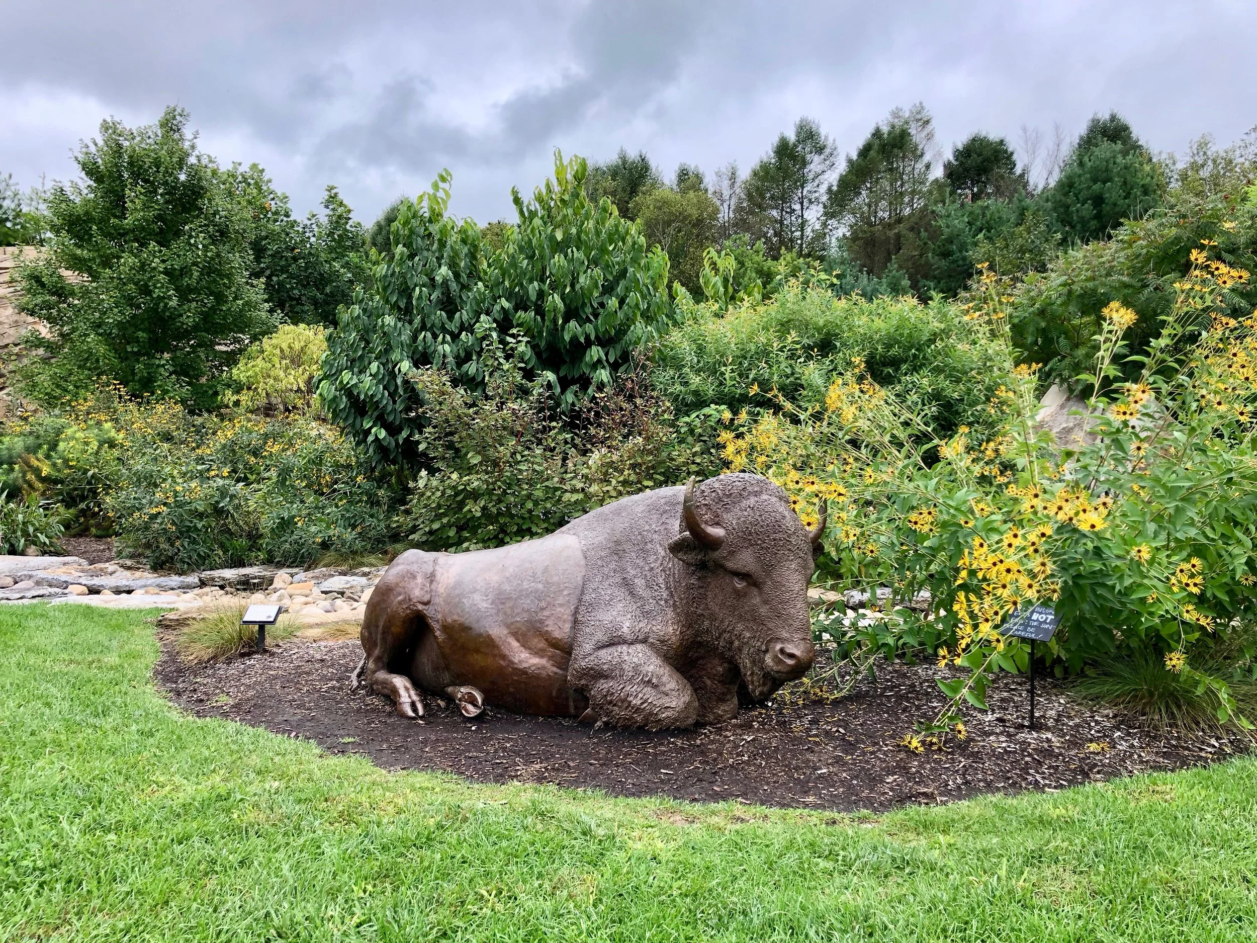 the nittany buffalo at the penn state arboretum