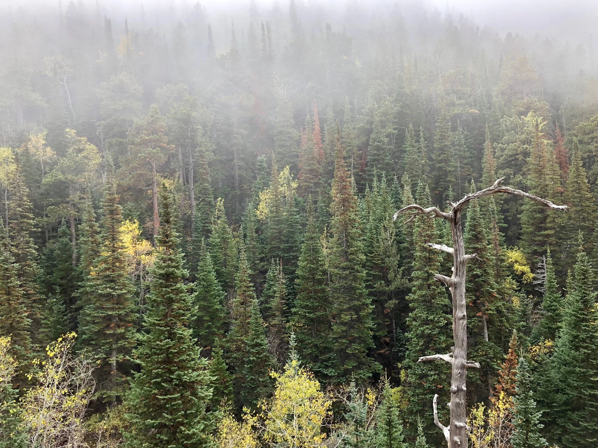 forest and mist