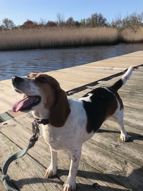 Beagle on Dock @ Peter Igo Park.jpg