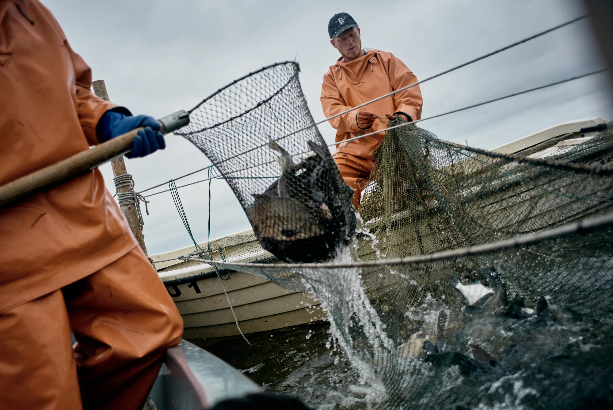 Fischeinkaufsführer für Mecklenburg-Vorpommern