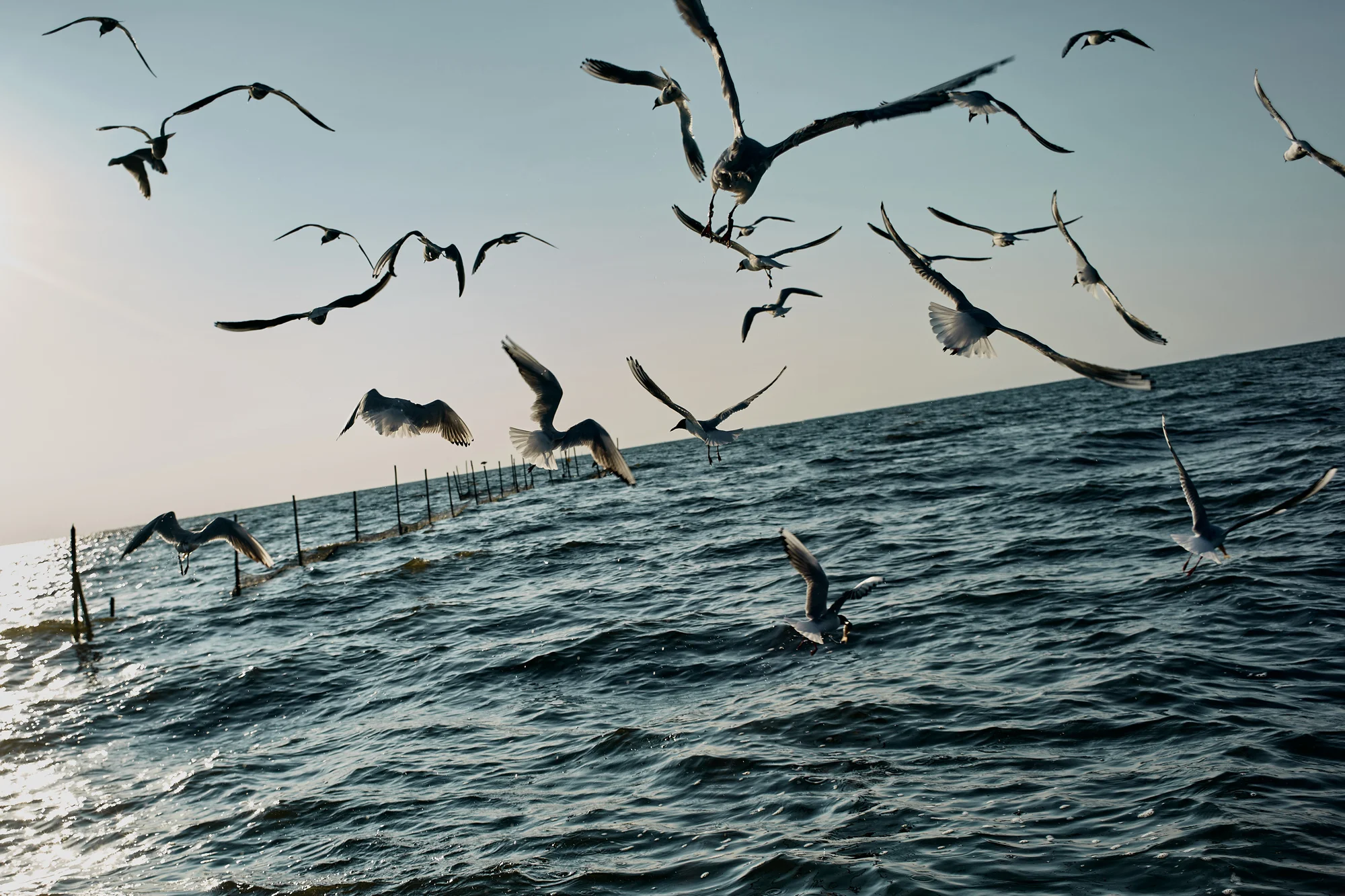Fischeinkaufsführer für Mecklenburg-Vorpommern