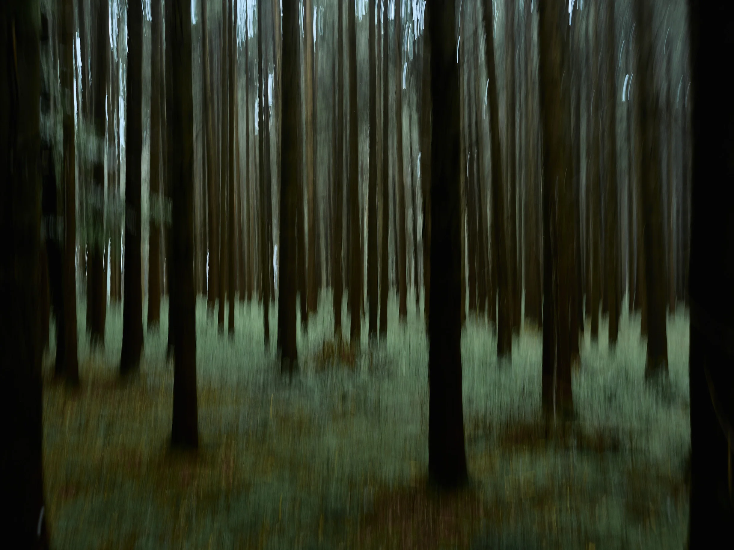 Tod im Paradies Der Wald, in dem Mehari verschwand. Wahrscheinlich verbrachte er hier die letzten Tage seines Lebens.