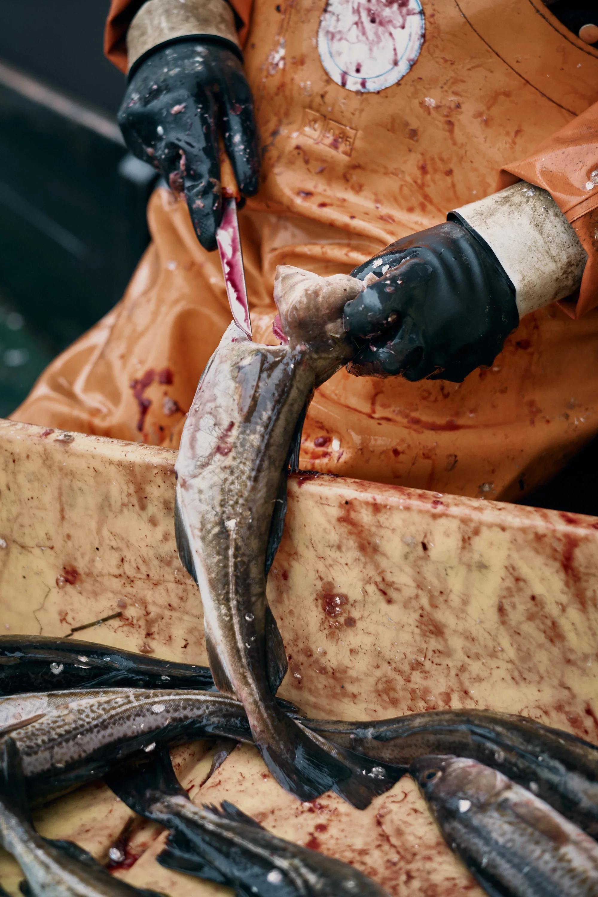 Fish Markets Kampagne für die WFG Vorpommern
