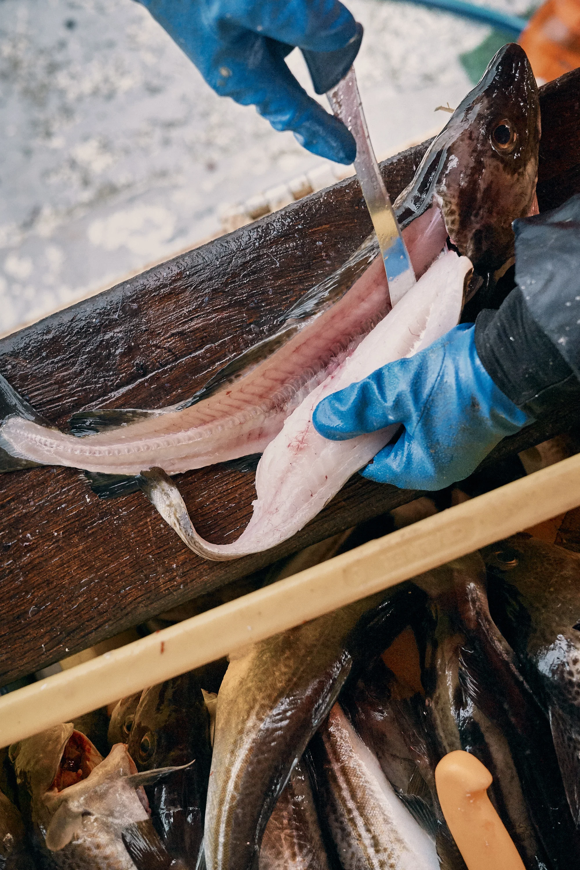 Fish Markets Kampagne für die WFG Vorpommern