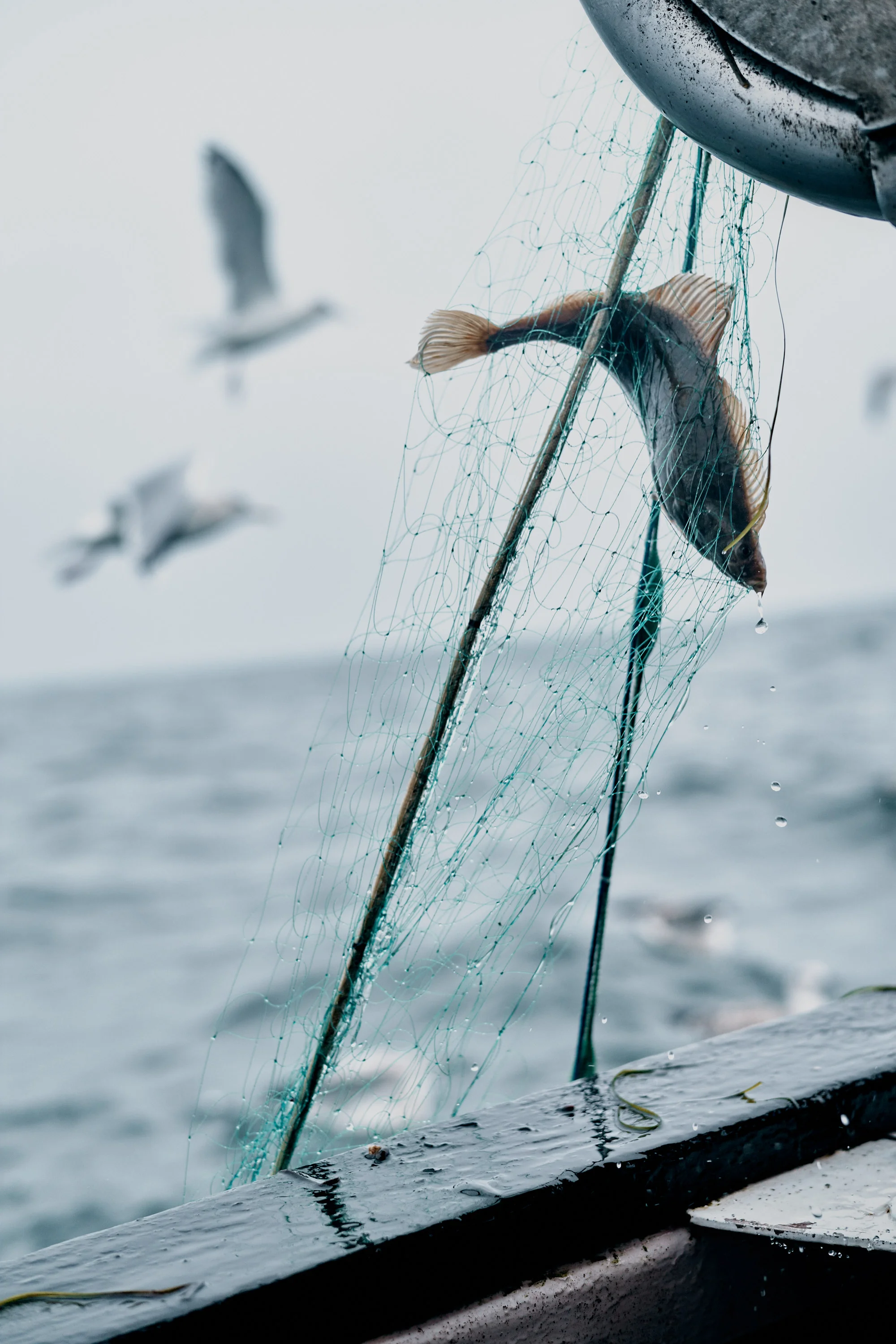 Fish Markets Kampagne für die WFG Vorpommern