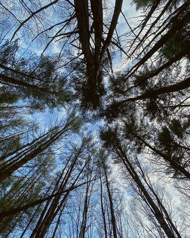 Starting to look up 
#spring #2020 #newengland #almostsummer